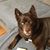 Sharon Copp's profile image