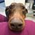 Lacey Brice's profile image