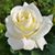 Dorothy Seeland's profile image