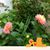 Beverly Lokensgard-Clarkson's profile image