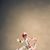 Julie Dutton's profile image