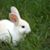 Gracie Lapine's profile image