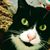 Nikki Scarafile's profile image