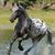 Becky Jo Cobble's profile image