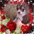 Francis Savedra's profile image