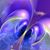 Lota Afflied's profile image