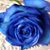 Karen Elizabeth McCauley's profile image