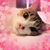 Elizabeth Rodriguez's profile image