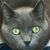 Russell Joel Versemann III's profile image