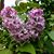 Brenda Henkel's profile image
