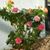 Lynn Montalbano's profile image