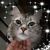 Leena Shirgaokar's profile image