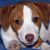Joe Maggelet's profile image