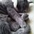 Helene Smith's profile image
