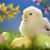 Susan Messerly's profile image