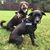 Shelly DeSilva Whitlock's profile image