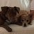 Elizabeth Dewan's profile image