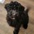 Carol Filler's profile image