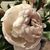Lisa Wilson Hart's profile image