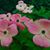 Rustel L. Kiesser's profile image