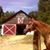 Carolyn Wilson Flowers's profile image
