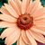 Pam Sachau's profile image
