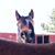 Raykel Peters's profile image