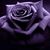 Lora Hoover's profile image