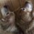 Charlene Labrecque's profile image