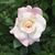 Dawn Perrin's profile image