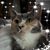 Yvonne DeBusschere's profile image