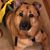 Karen Naugle's profile image