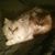 Linda Allen's profile image