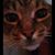 Annamarie Hiester's profile image