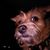 Rusty Howard's profile image