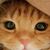 Elizabeth Villalobos's profile image
