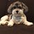 Shelly Dubick's profile image