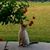 Louanne Albi Lucius's profile image