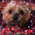 Linda Gencarelli's profile image