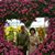 Douglas Nardecchia's profile image