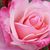 Josh N Jodi Wigen's profile image