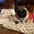 Jill Priddy Hilburn's profile image