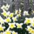 Michele Comegys Hahn's profile image