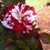 Cathy Gagnon's profile image