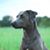 Brandy Samuel's profile image