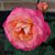 Michelle Conger Landers's profile image
