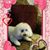 Linda Benard Harpster's profile image