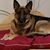 Karen Shelton's profile image