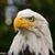 Fraternal order of Eagles's profile image