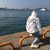 梁順棋's profile image